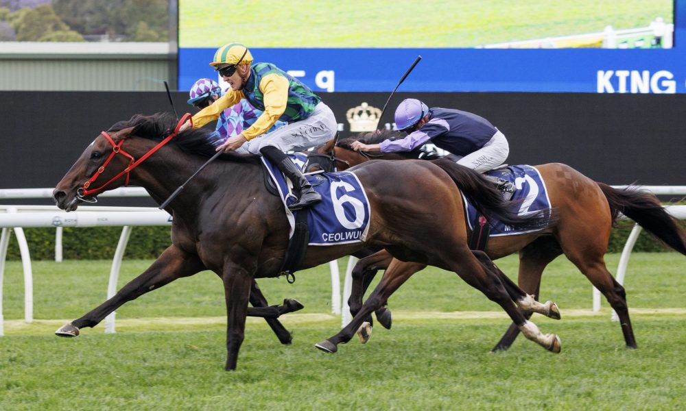 也为女排赛 也为女排赛